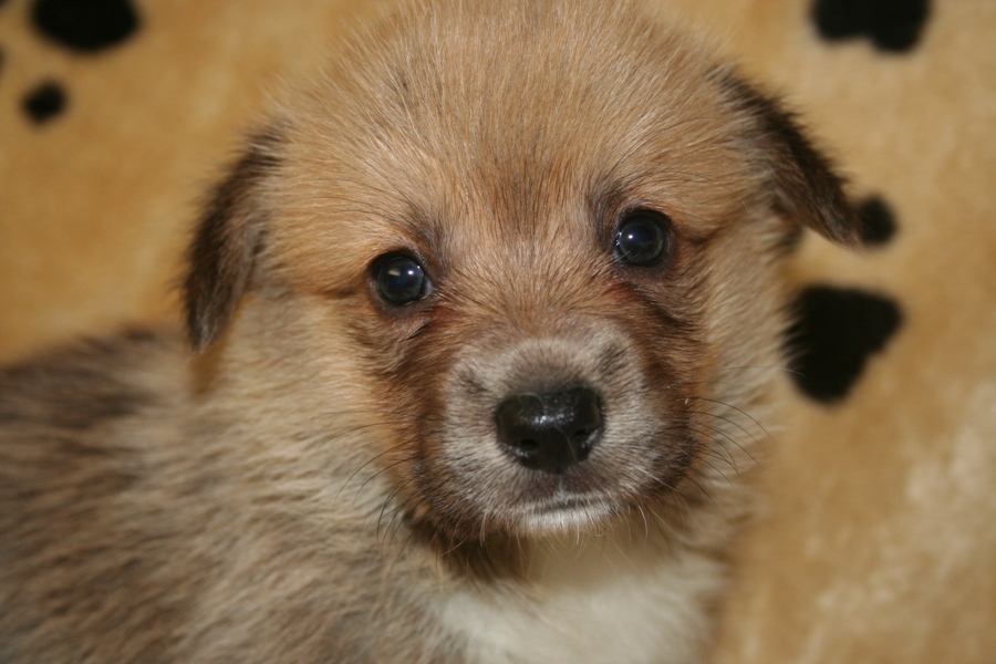 Puppies